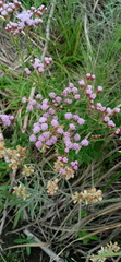 Chromolaena hirsuta