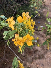 Senna auriculata
