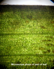 Thalassodendron leptocaule