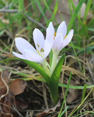 Colchicum trigynum