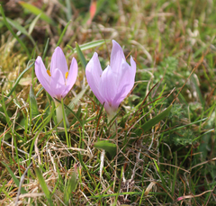 Colchicum trigynum