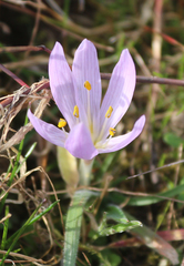 Colchicum trigynum