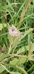 Heliopetes americanus bellatrix