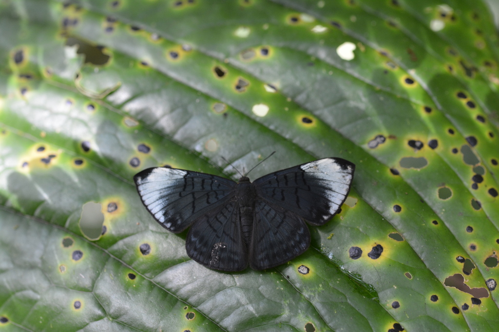 Emesis glaucescens