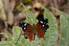 Hypanartia
