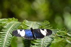 Heliconius cydno