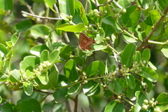 Axiocerses harpax