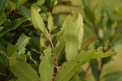 Lomatia arborescens