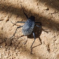 Adesmia