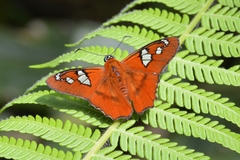 Myscelus