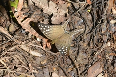 Marpesia merops