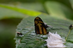 Castilia