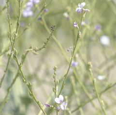Physorhynchus chamaerapistrum