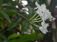 Brunfelsia undulata