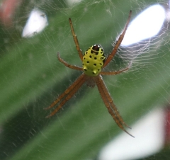 Cyrtophora cylindroides