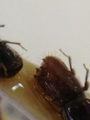 Pityogenes chalcographus