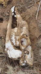 Camelus dromedarius