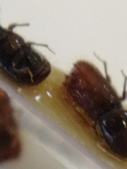 Pityogenes chalcographus
