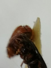 Pityogenes chalcographus