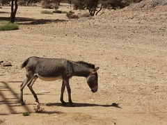 Equus asinus