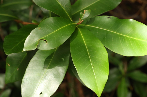 Planchonella australis (R.Br.) Pierre