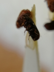 Pityogenes chalcographus