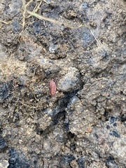 Androniscus dentiger