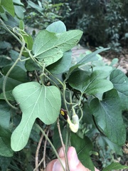Aristolochia kaempferi
