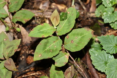 Persicaria capitata