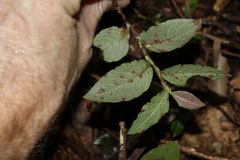 Persicaria capitata