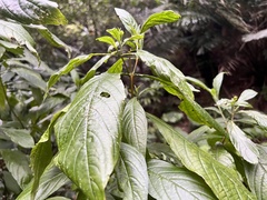 Clerodendrum cyrtophyllum