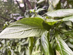 Clerodendrum cyrtophyllum