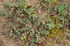 Onobrychis caput-galli