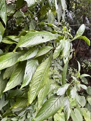 Clerodendrum cyrtophyllum