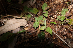Persicaria capitata