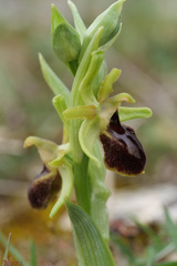 Ophrys exaltata