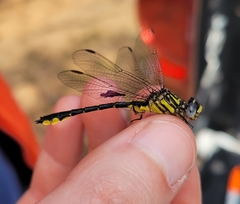 Hylogomphus geminatus