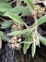 Croton serratifolius