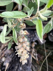 Croton serratifolius
