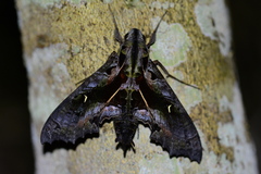 Hemeroplanes diffusa
