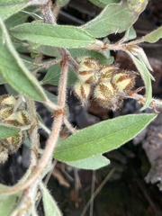 Croton serratifolius