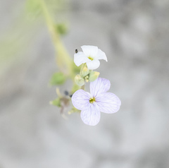 Physorhynchus chamaerapistrum