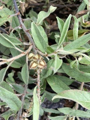 Croton serratifolius