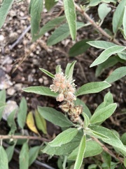 Croton serratifolius