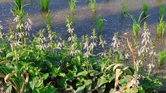 Stachys geobombycis