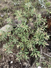 Croton serratifolius