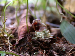Gastrodia uraiensis