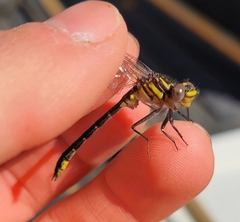 Hylogomphus geminatus