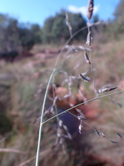 Eragrostis inamoena