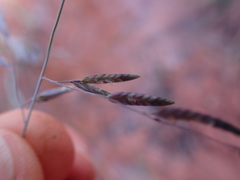 Eragrostis inamoena